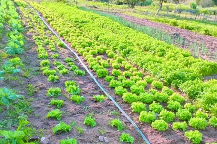 Crédito rural terá foco na agricultura familiar sustentável