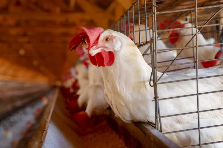 As restrições colocadas ao Brasil, maior exportador global de carne de frango, podem ser nacionais ou localizadas