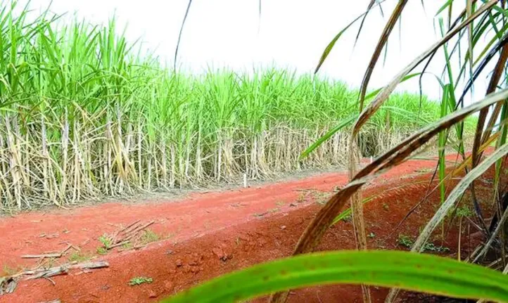 Nordeste deve ter aumento de 3,6% na produtividade e colher 56,3 milhões de toneladas