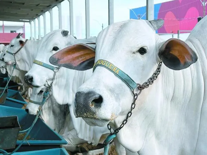 Animais da raça Nelore participam dos julgamentos e leilão realizados na exposição