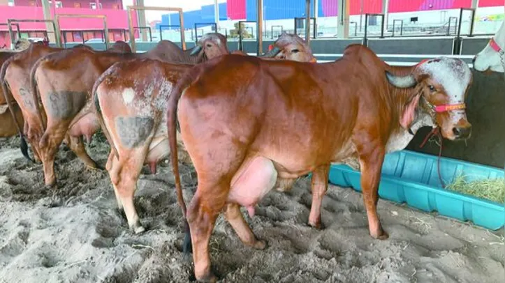 Exposição contou com quatro leilões de bovinos de corte e leite