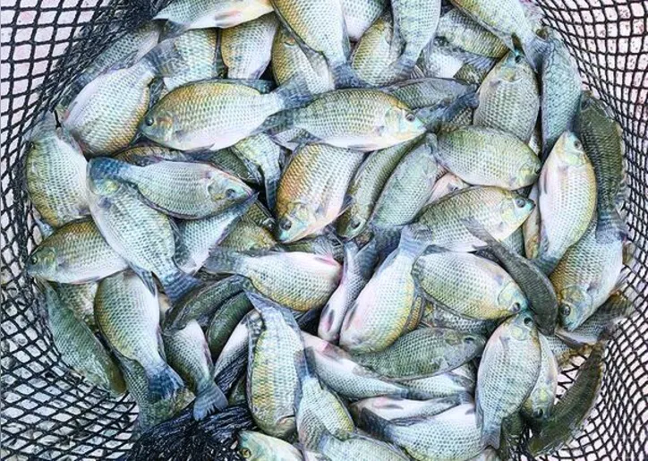 A tilápia permanece a principal espécie de peixe exportada pelo Brasil