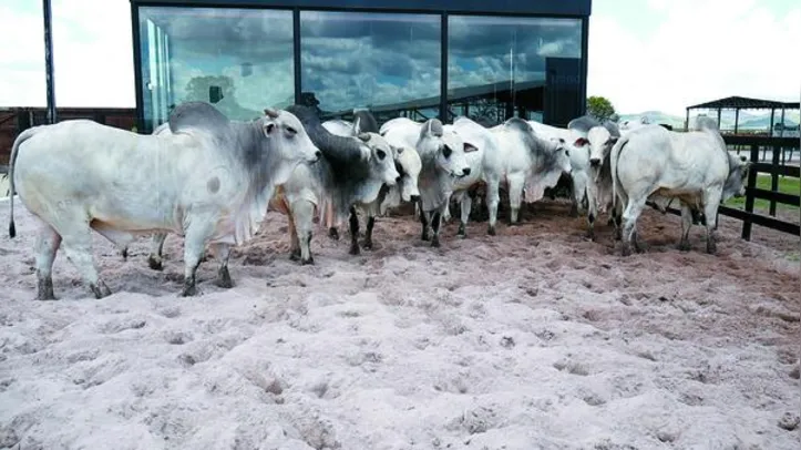 Leilão reúne animais Nelore PO avaliados com tecnologia de ponta