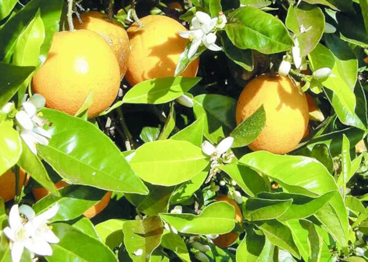 Os alertas fitossanitários e as recomendações de manejo ajudam o produtor na decisão de mudança dos plantios para preservar os pomares