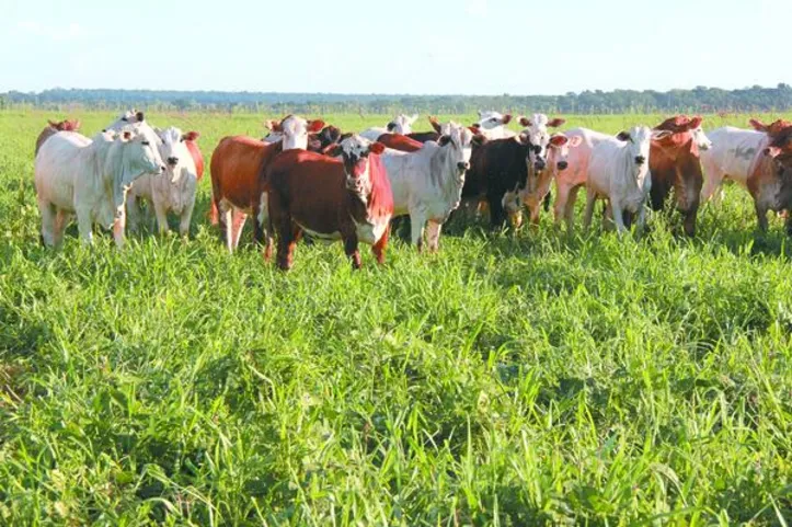 Atualização é obrigatória para todas as espécies exploradas em atividades pecuárias