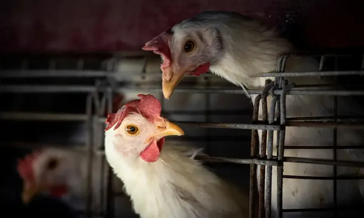 A confirmação do foco de influenza aviária de alta patogenicidade (H5N1) ocorreu no dia 15 de maio