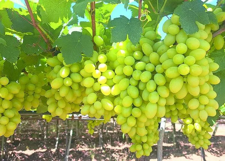 Inovação busca enfrentar dois desafios da produção de uvas: a alta demanda de mão de obra e a escassez de opções nacionais