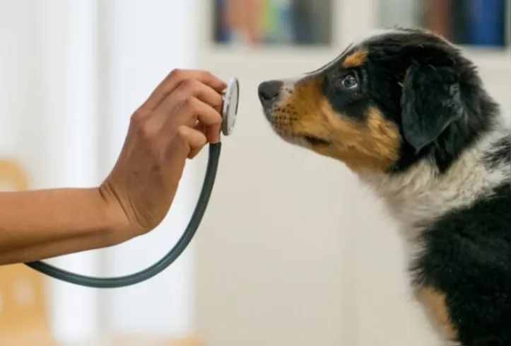 Planos de saúde ajudam a levar atendimento de qualidade para animais e tutores