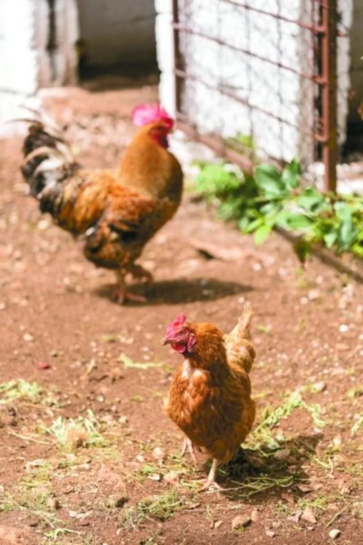 Portaria que suspende eventos com aves e criação ao ar livre já está em vigor e terá duração de 180 dias, podendo ser prorrogada