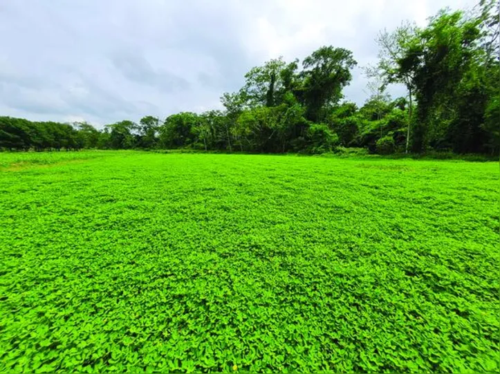 A cultivar BRS Oquira é recomendada para os biomas Amazônia, Mata Atlântica e Cerrado