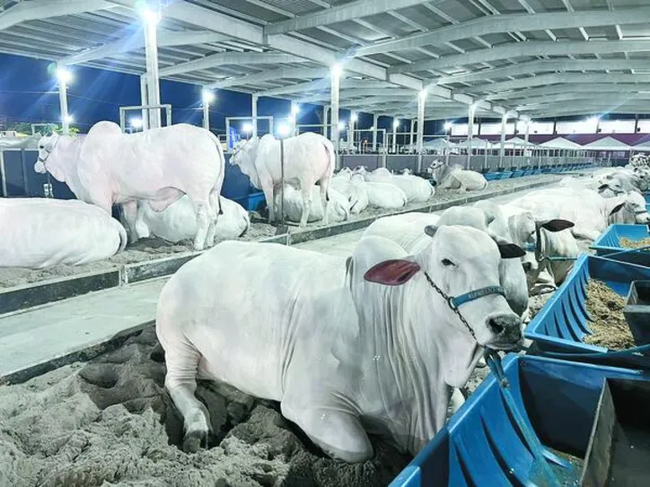 Bovinos de raças de corte, a exemplo da Nelore, estarão expostos na Pecuária e farão parte de um dos leilões