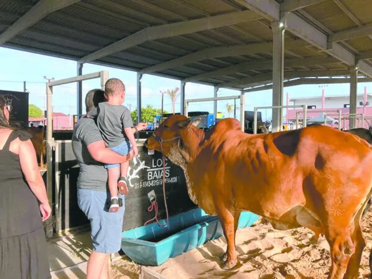 Público terá acesso liberado na Expoalagoas Genética