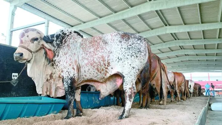 Bovinos de raças de corte, a exemplo da Nelore, estarão expostos na Pecuária e farão parte de um dos leilões