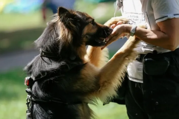 Veterinário fala sobre as melhores raças para cães de guarda