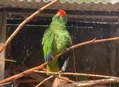 PF investiga sumiço de papagaios ameaçados em zoológico de AL