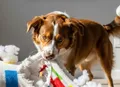 Confira dicas para uma rotina de exercícios que diminui a ansiedade nos pets