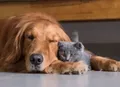 Longevidade animal: expert revela por que os pets estão vivendo mais