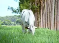 Sistema com árvores neutraliza emissão de metano por bovinos na pastagem