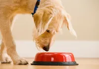 Conheça cinco alimentos perigosos para cães que podem intoxicar seu pet imagem