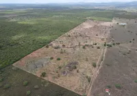 Desmatamento recua 48% em Alagoas, mas Caatinga 
segue sob ameaça imagem