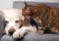 Frio pode agravar dores nas articulações dos pets; veja como cuidar imagem