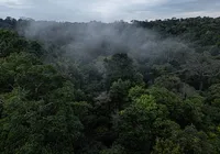 Fundo Amazônia tem recorde com R$ 1 bi de projetos aprovados imagem