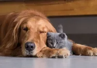 Longevidade animal: expert revela por que os pets estão vivendo mais imagem