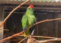 PF investiga sumiço de papagaios ameaçados em zoológico de AL imagem
