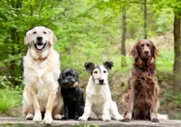 Pesquisa revela os 10 nomes mais comuns entre os cachorros imagem