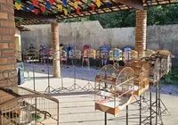 Torneio ilegal de canto de pássaros é encerrado pelo BPA imagem