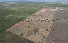 Desmatamento recua 48% em Alagoas, mas Caatinga 
segue sob ameaça