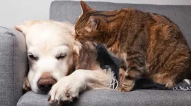 Frio pode agravar dores nas articulações dos pets; veja como cuidar