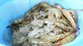 Produção de camarão desponta no agreste de Alagoas