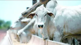 VBP da agropecuária deve crescer 12,3% e atingir R$ 1,5 trilhão em 2025