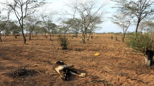AL tem 15 cidades entre as mais afetadas pela desertificação no Brasil - Imagem