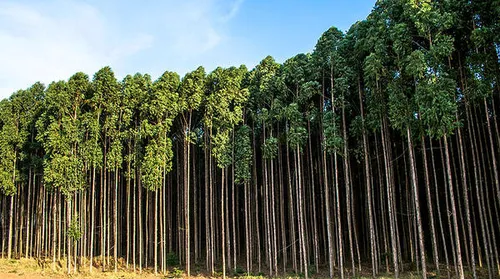 Agro exporta US$ 14,9 bilhões em maio - Imagem