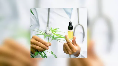 Alagoas se prepara para distribuir óleo de cannabis pelo SUS - Imagem