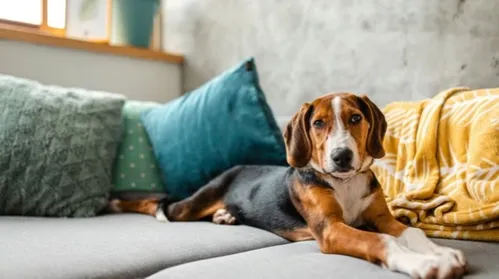 Como saber se o seu cachorro está estressado - Imagem