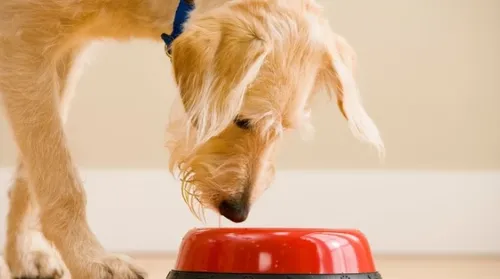 Conheça cinco alimentos perigosos para cães que podem intoxicar seu pet - Imagem