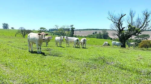 Estudo revela técnicas para aumento da produtividade na pecuária - Imagem