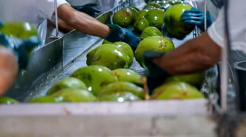 Exportações de frutas movimenta mais de US$ 1 milhão em Alagoas - Imagem