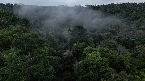 Fundo Amazônia tem recorde com R$ 1 bi de projetos aprovados - Imagem