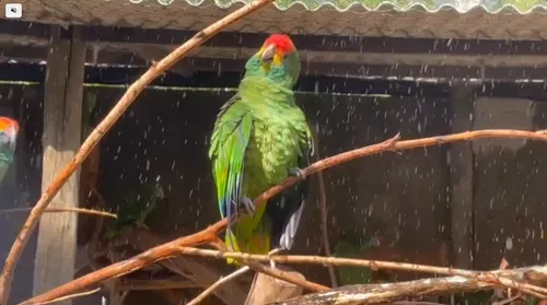 PF investiga sumiço de papagaios ameaçados em zoológico de AL - Imagem