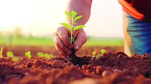 Plano Safra 2025/2026 destina R$ 516,2 bilhões à agricultura empresarial - Imagem