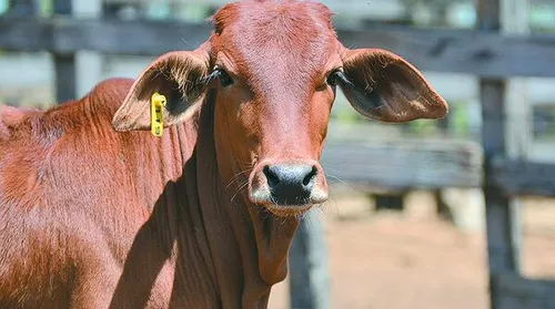 Sindi resistente ao calor recebe selo de Pureza de Origem no Semiárido - Imagem