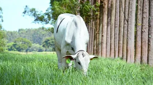 Sistema com árvores neutraliza emissão de metano por bovinos na pastagem - Imagem
