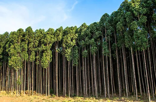 Agro exporta US$ 14,9 bilhões em maio