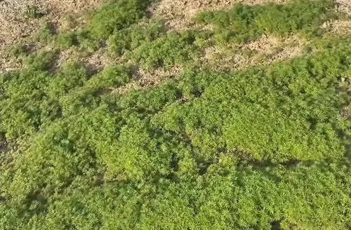Floresta” com 138 mil pés de maconha é achada em área rural em Santa Catarina