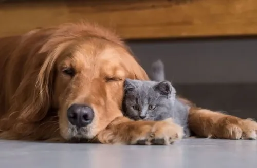 Longevidade animal: expert revela por que os pets estão vivendo mais