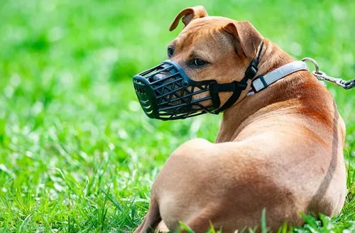 Nova lei impõe regras no trânsito de cães de grande porte em áreas de públicas